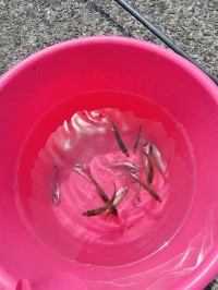 和歌山マリーナシティ釣り公園 釣果