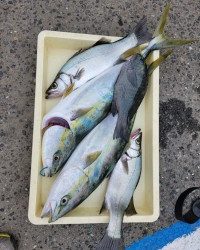 和歌山マリーナシティ釣り公園 釣果