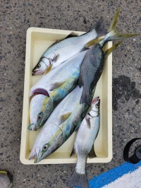 和歌山マリーナシティ釣り公園 釣果