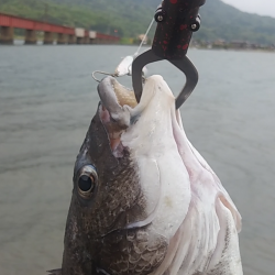 今シーズン初フィッシュ!