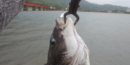 今シーズン初フィッシュ!