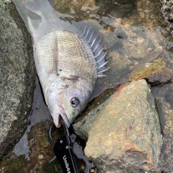 チヌハンター　パート2