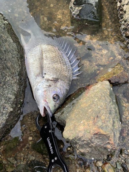 チヌハンター　パート2