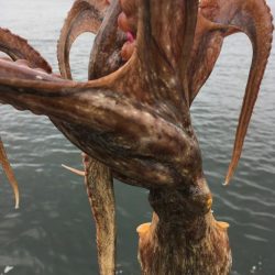 【タコフィネス】_シーズン初期戦略（検証中）