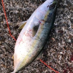 久しぶりの青物