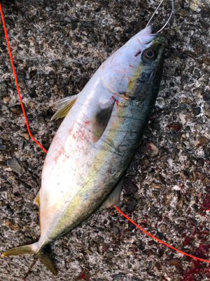 久しぶりの青物