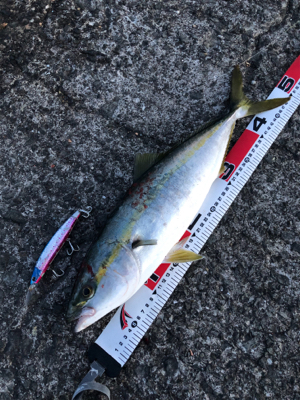 のんびり遠投カゴ釣りにて