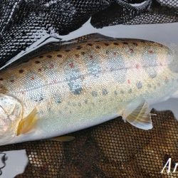 引原本流にて良型連発