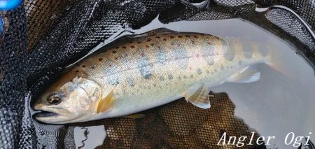 引原本流にて良型連発