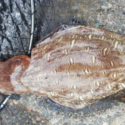 爆風だったので湾奥でコウイカ狙い