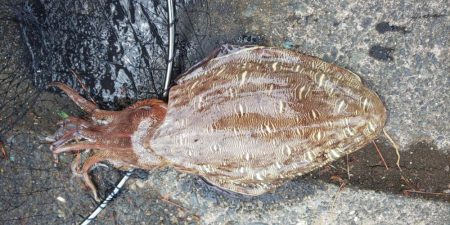 爆風だったので湾奥でコウイカ狙い