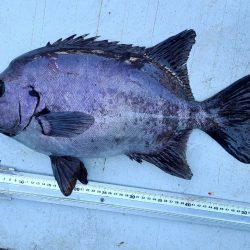 和歌山大引の磯でフカセ釣り