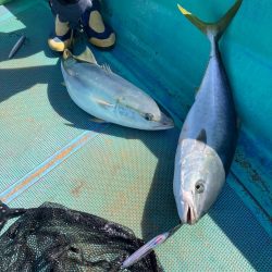 浅川沖でハマチ