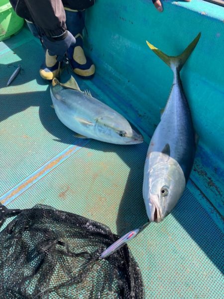 浅川沖でハマチ