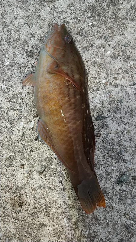 ガシラ、メバル、ベラ