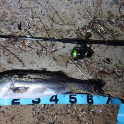 バチパターンでシーバス