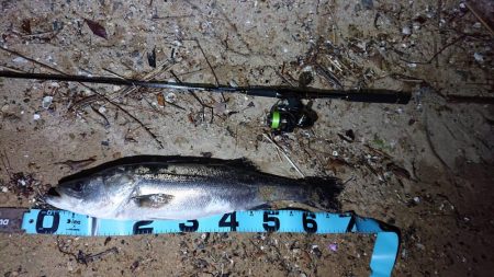 バチパターンでシーバス