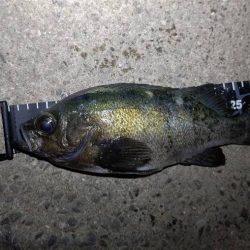 連夜のメバリングで尺メバル