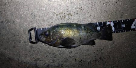 連夜のメバリングで尺メバル