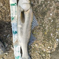 今年初マルスズキ