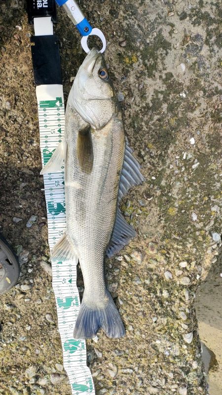 今年初マルスズキ