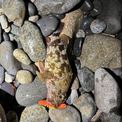 シーバスはお留守