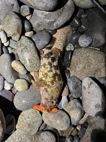 シーバスはお留守