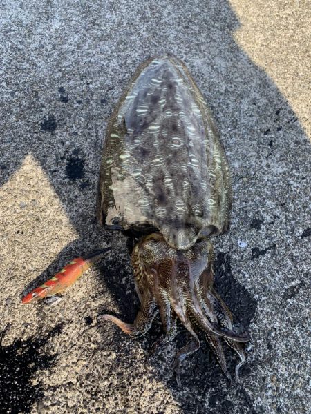 本命ではないけど…