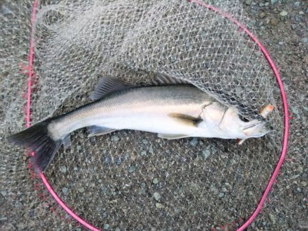 雨後のシーバス狙い