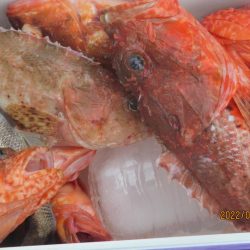 黒ムツ、鬼カサゴ