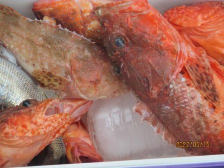 黒ムツ、鬼カサゴ