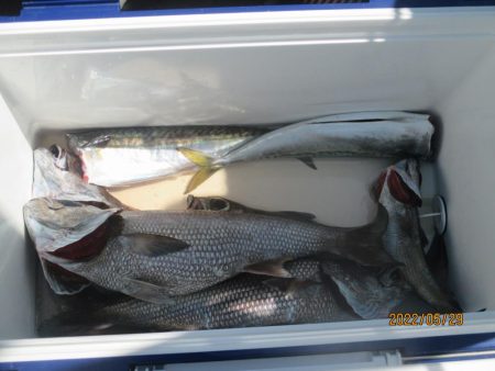 黒ムツ、鬼カサゴ　釣れました(^_-)-☆…