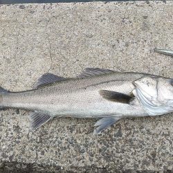 ようやく…　シーバス！