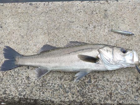 ようやく…　シーバス！