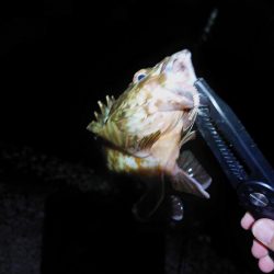 アジを探しに日本海へ