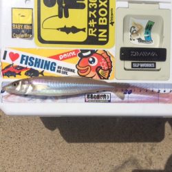 近場のサーフでキスのアタリを楽しみました