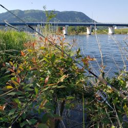 久々のヤマメ満喫