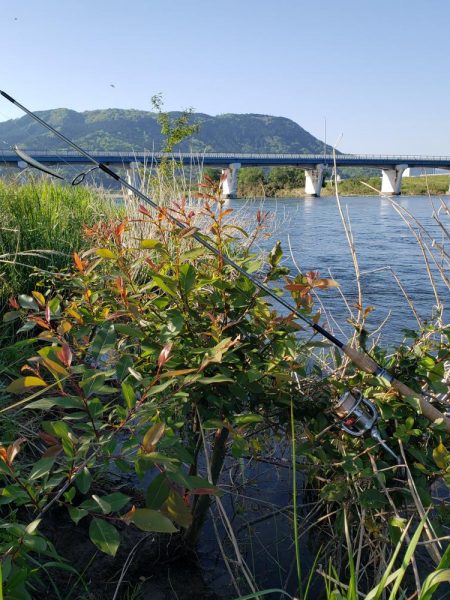 久々のヤマメ満喫