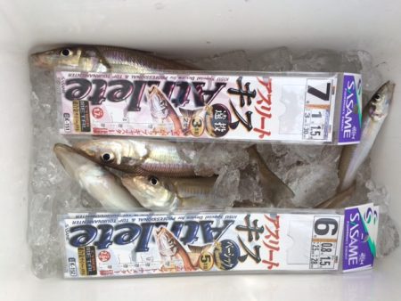 前日は釣果が良かったのですが、シブかったで…