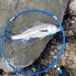 ルアーでの久々の釣果です。とても嬉しい一匹でした。