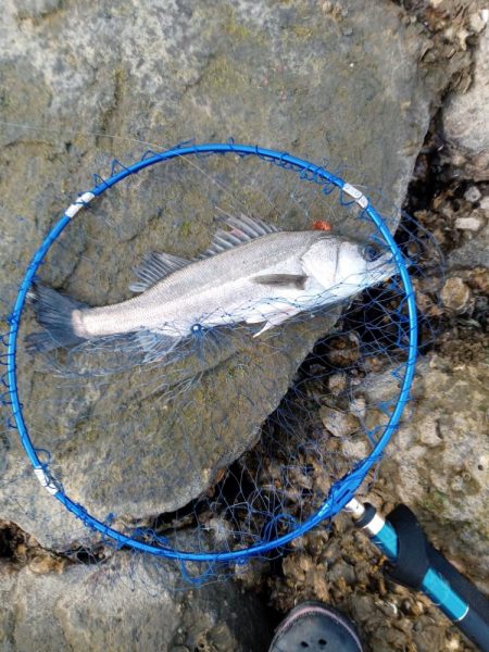 ルアーでの久々の釣果です。とても嬉しい一匹…