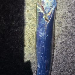 初めて釣ったタチウオ