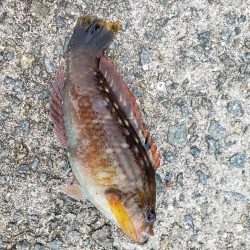 坊勢島でサビキ釣り