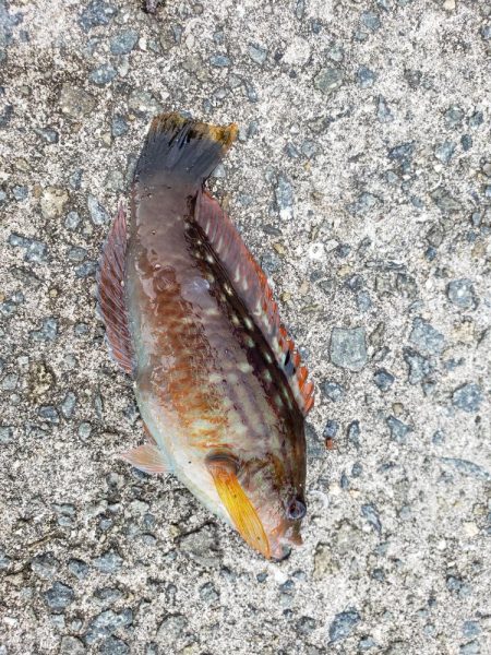 坊勢島でサビキ釣り