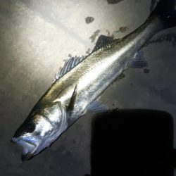 潮もよくなってきたので！