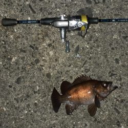 鹿島灘港でメバリング