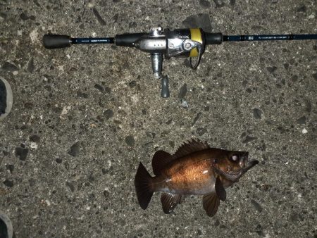 鹿島灘港でメバリング