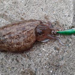 コウイカしかおらん