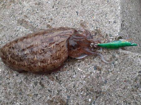 コウイカしかおらん