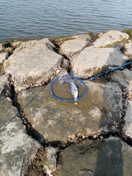 シーバス釣れてます